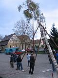 Maibaum 223